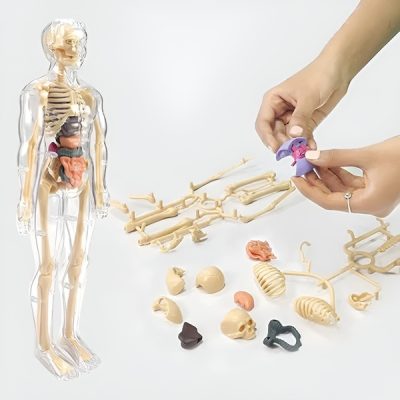 Modelo de aprendizagem de anatomia do corpo humano 3D | FLESHTOPIA