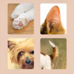 PAWTRIMI